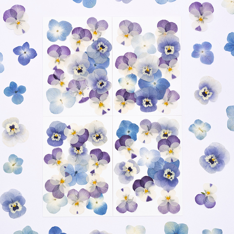 Candle Supplies In - 12pcs,Real Viola Cornuta Pressed Dried Flowers