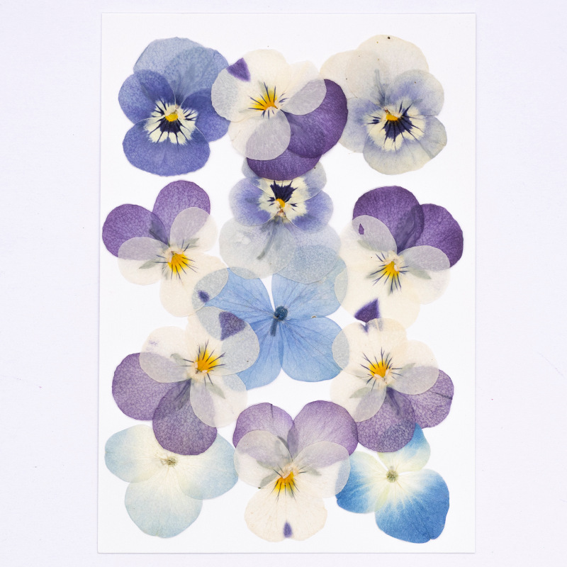 12pcs,Real Viola Cornuta Press - Candle Supplies In 评论和价格