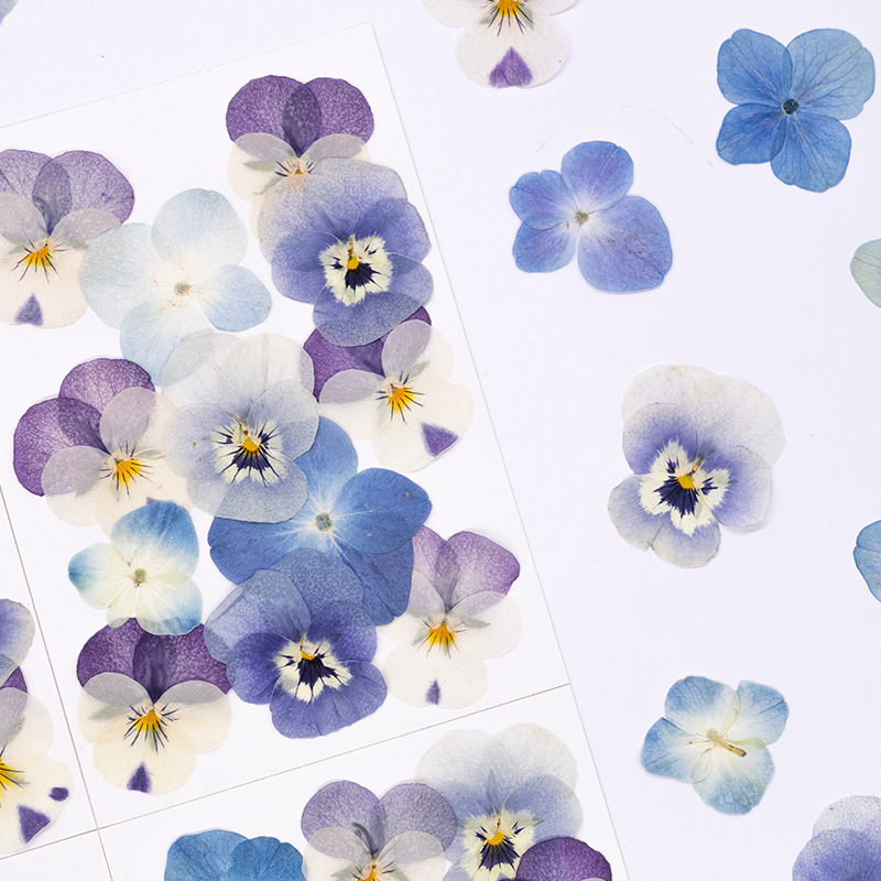 12pcs,Real Viola Cornuta Press - Candle Supplies In 评论和价格