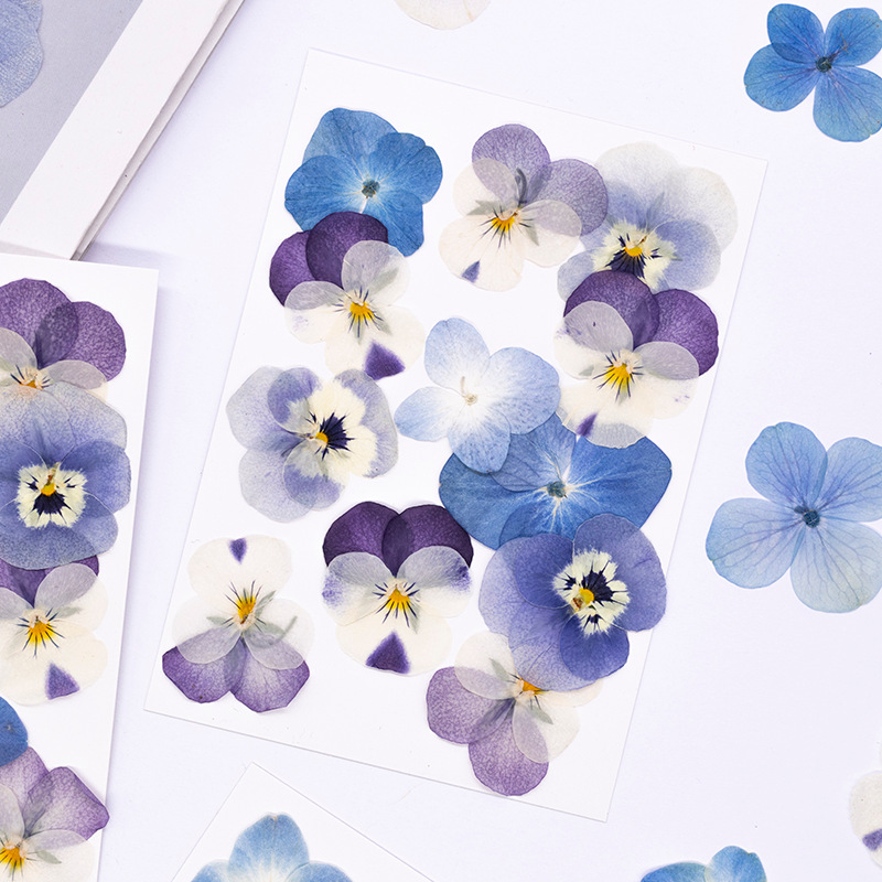 12pcs,Real Viola Cornuta Press - Candle Supplies In 评论和价格